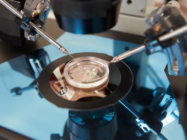 IVF